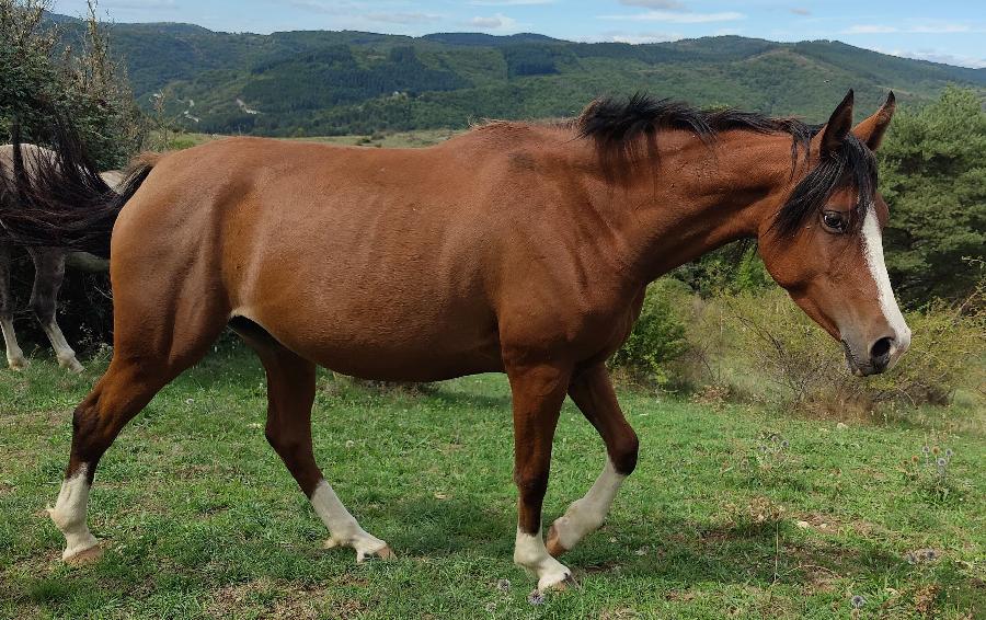 Cheval Arabe à vendre Blandas dans le Gard