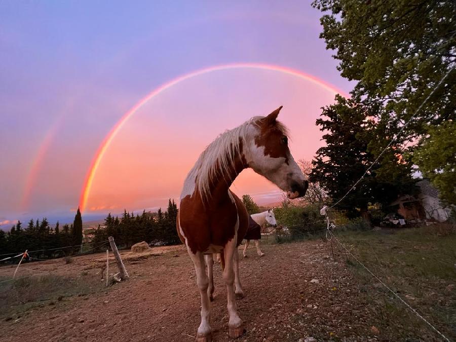 Gite equestre cheval Forcalquier dans les Alpes de Haute-Provence Provence photo 2