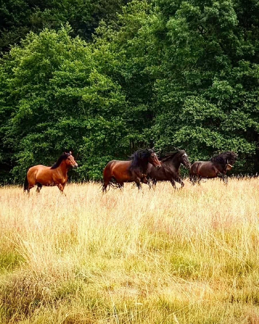 pension cheval à Saint-Clément Allier Montagne Bourbonnaise