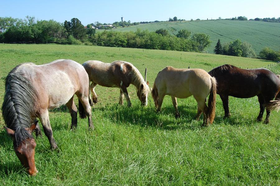 Pension cheval Marmande dans le Lot-et-Garonne 
