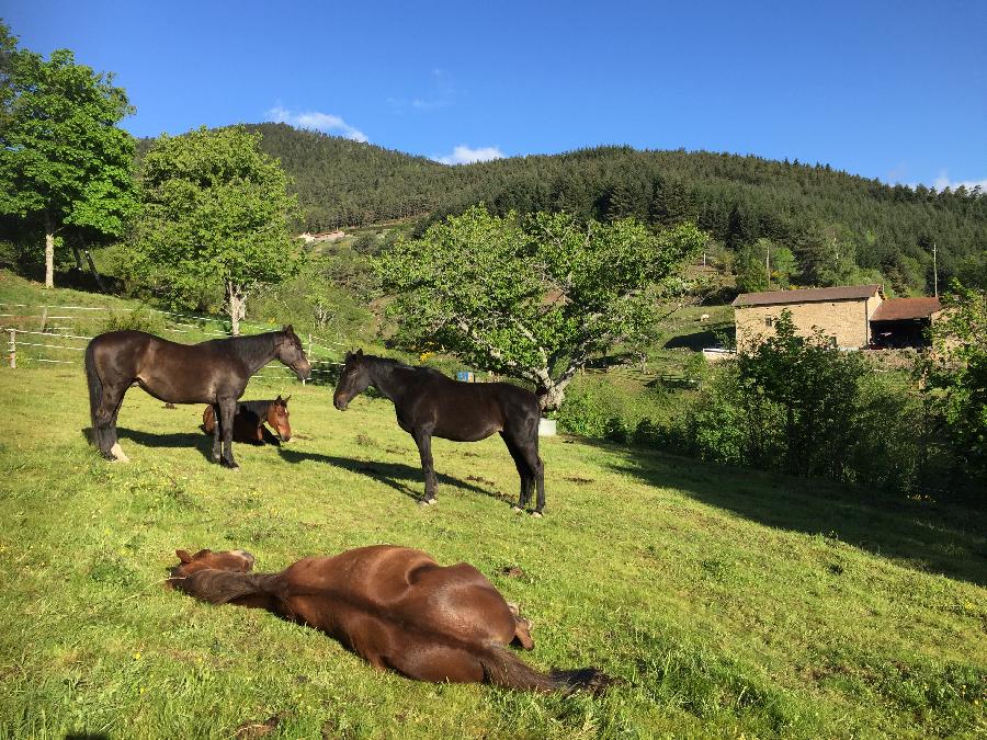 Pension cheval Satillieu en Ardèche Ardèche Verte